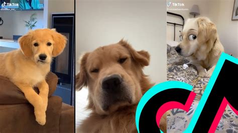 chanel golden retriever tiktok|Mom Catches Golden Retriever Performing a Zoomie .